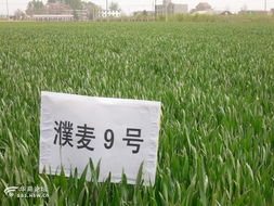 咸陽市農(nóng)業(yè)科學(xué)研究院試驗田剪影 農(nóng)業(yè)科學(xué)研究和試驗發(fā)展的實踐與探索