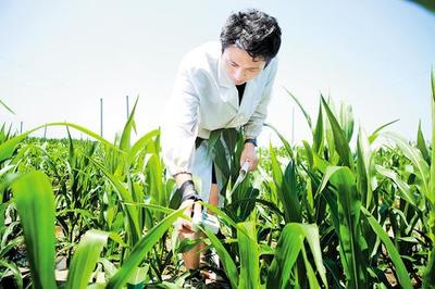 鹽堿地變成豐產(chǎn)田 滄州全面推進(jìn)鹽堿地綜合利用與特色產(chǎn)業(yè)高質(zhì)量發(fā)展