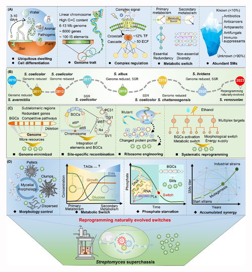 微生物所王為善研究團(tuán)隊鏈霉菌底盤開發(fā)進(jìn)展綜述