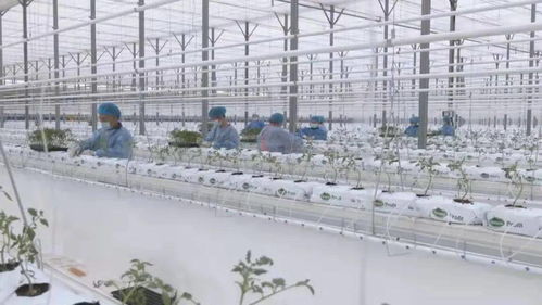 智能化種植 新疆霍爾果斯現(xiàn)代農(nóng)業(yè)科技產(chǎn)業(yè)園的生機(jī)盎然與科研試驗(yàn)發(fā)展